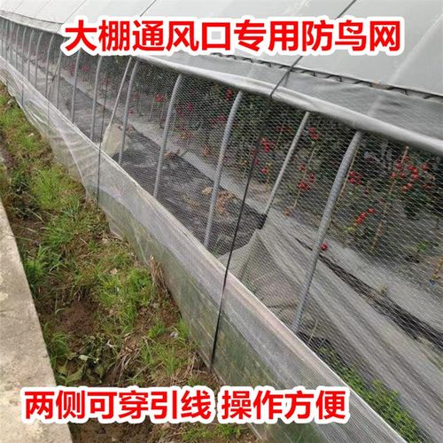 大棚防鸟网草莓大棚通风口防鸟网冬季暖棚防鸟网新型穿边尼龙纱网