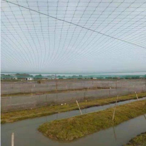 防鸟网枸杞樱桃网葡萄果树果园防鸟天网泥鳅鱼塘防护尼龙网栅栏