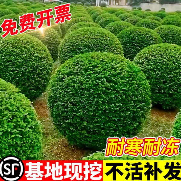 小叶女贞造型树苗大叶黄杨冬青球小叶女贞棒棒糖庭院绿化工程苗木