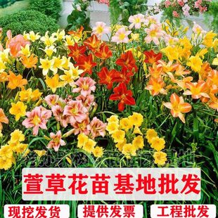 萱草花苗大花多年生宿根耐寒四季常青庭院绿化花草植物金娃娃萱草