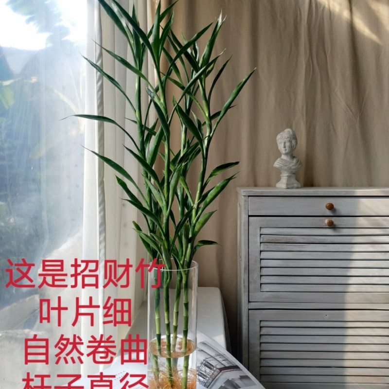小叶富贵竹d招财竹水培室内水养绿植办公桌客厅带根好养净化空气