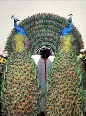 蓝白孔雀标本全真羽毛落地摆件客厅酒店装饰家居工艺精品开业送礼