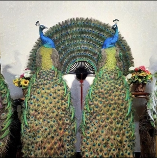 蓝白孔雀标本全真羽毛落地摆件客厅酒店装饰家居工艺精品开业送礼