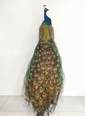 孔雀标本摆件客厅豪华装饰室内工艺品真实羽毛落地办公室精品招财