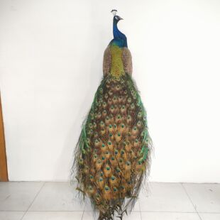 孔雀标本摆件客厅豪华装 饰室内工艺品真实羽毛落地办公室精品招财