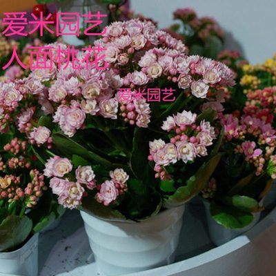 爱米园艺长寿花重瓣盆彩妙重瓣复色-亮妍-紫风铃-甜杏-人面桃花