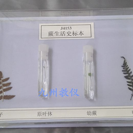 蕨类植物的生活史标本 J4153 实物标本 中学生物 教学仪器