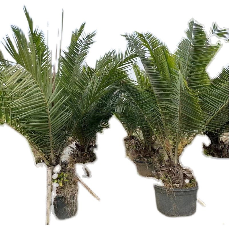基地出售袋装加拿利海枣树苗棕榈C树棕树庭院花园四季长青园林绿