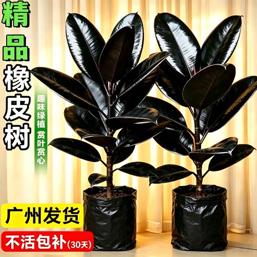 黑金刚橡皮树客厅大盆栽室内大型绿植四季好养阳台办公室高端植物