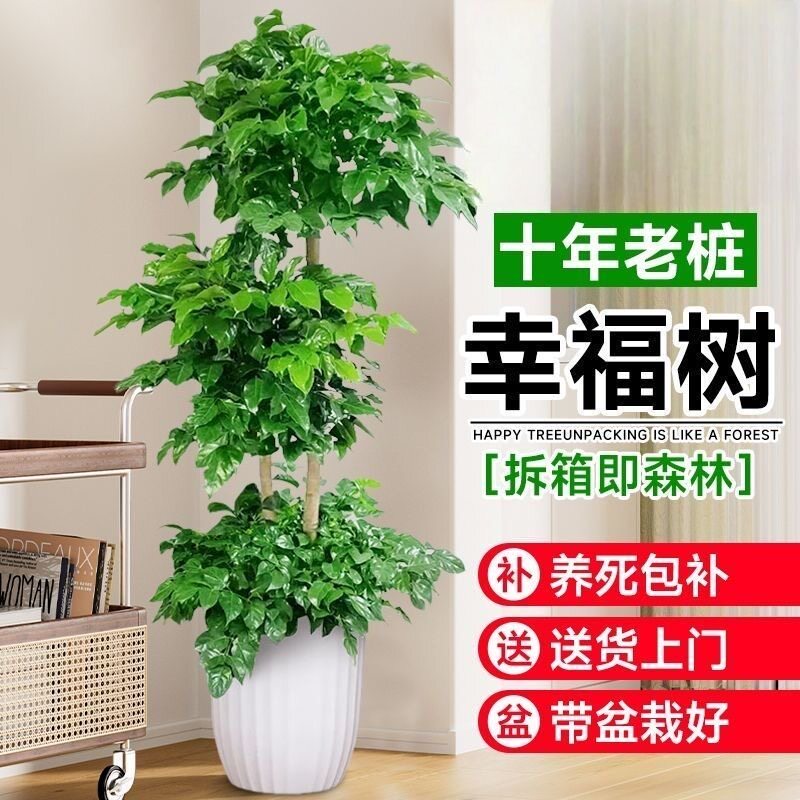 包养活幸福树大棵客厅盆栽室内植物好养美观办公室绿植三层绿宝树