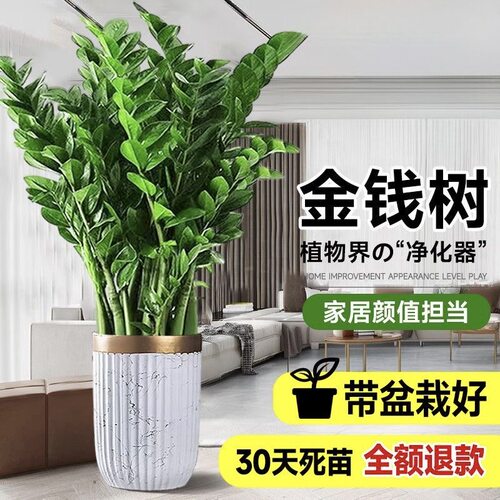 金钱树盆栽客厅大花盆室内办公室好养摇钱串子开业送礼招财绿植物