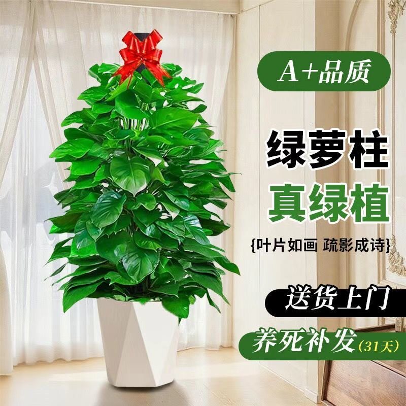 大叶绿萝柱室内办公客厅开业乔迁新居盆栽大型植物除甲醛四季好养
