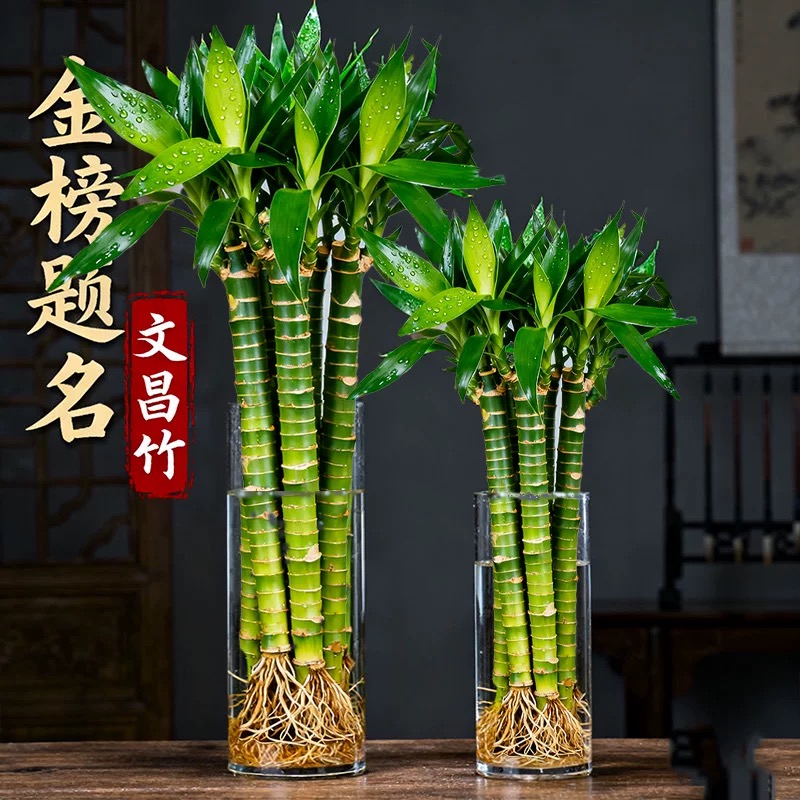 带根文昌竹富贵竹龙竹水养植物观音竹桌面室内客厅盆栽水培大绿植
