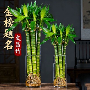 带根文昌竹富贵竹龙竹水养植物观音竹桌面室内客厅盆栽水培大绿植