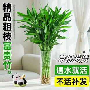 富贵竹水养客厅带根水培植物盆栽土招财大宽叶富贵竹粗竹加粗竹子