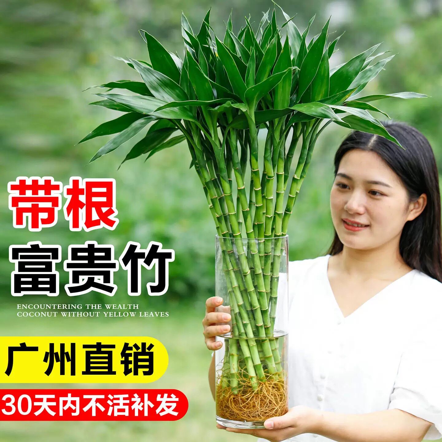 南有竹带根富贵竹水养大宽叶批发价正宗直发富贵竹粗竹富贵竹转运