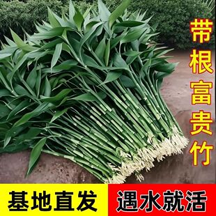 带根富贵竹水养客厅水培植物盆栽土招财大宽叶加粗室内吉祥转运竹