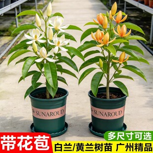 白兰花盆栽带花苞玉兰花树苗黄兰四季好养浓香型花卉庭院老桩植物