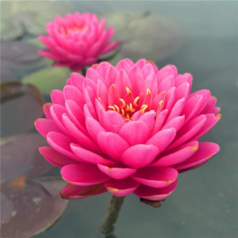 【玛丽甘】耐寒中大型睡莲粉红色多瓣大花水生植物庭院盆栽花卉