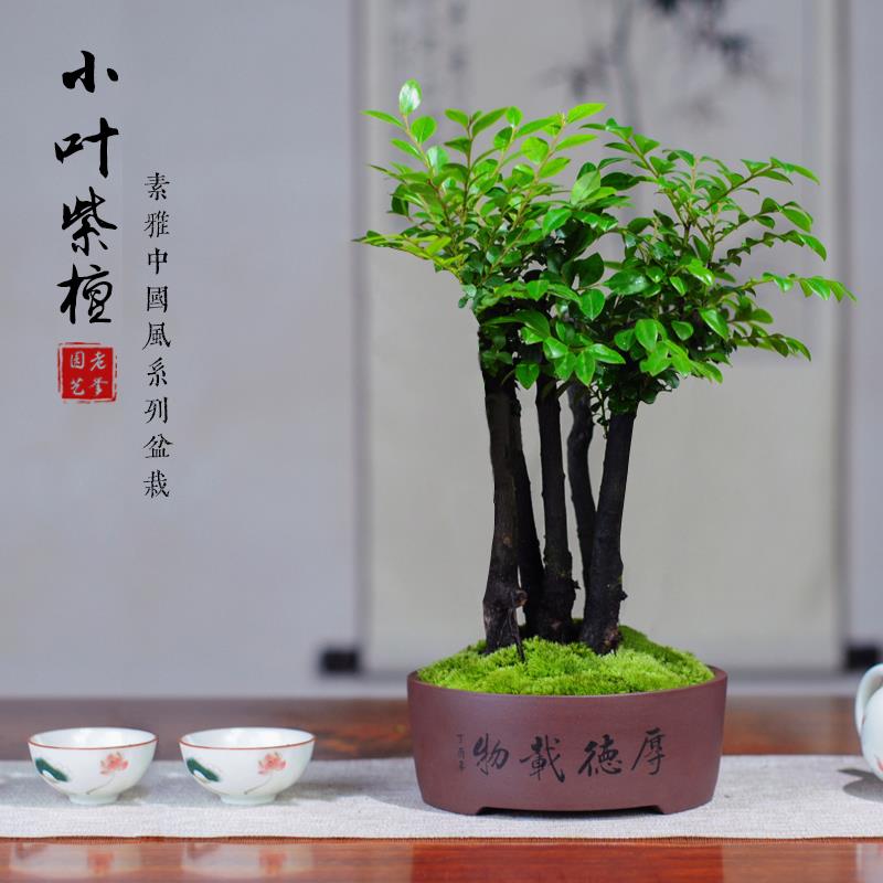 小叶紫檀盆景老桩绿植桌面植物室内摆件办公室书房客厅黑骨茶盆栽