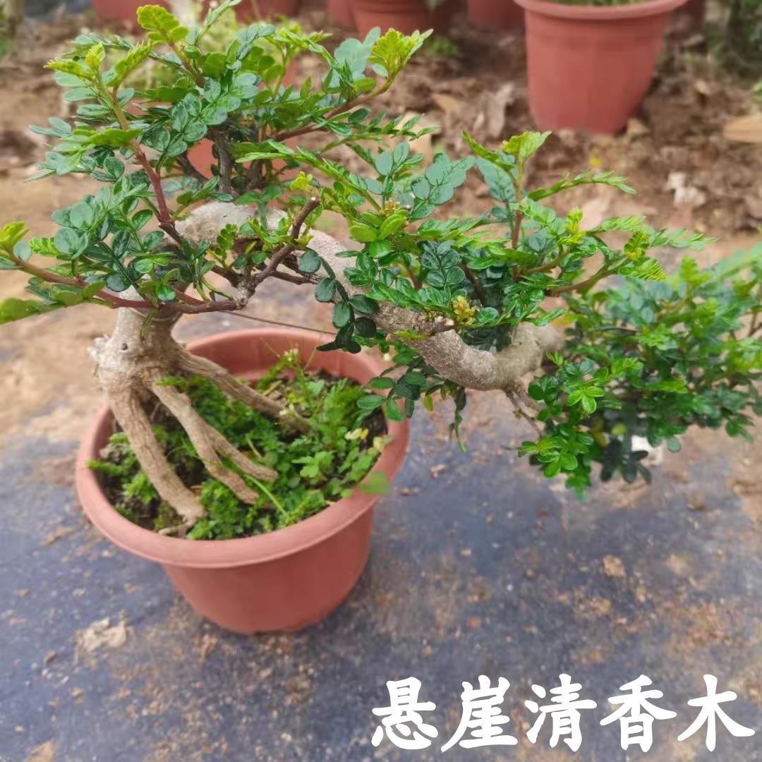 【悬崖清香木】提根飘枝清香木盆景四季常青花园假山造景绿植盆栽