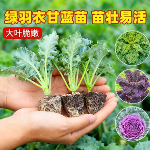 蔬菜之王绿羽衣甘蓝苗秧粉紫羽叶种子营养食用观赏耐热耐寒蔬菜