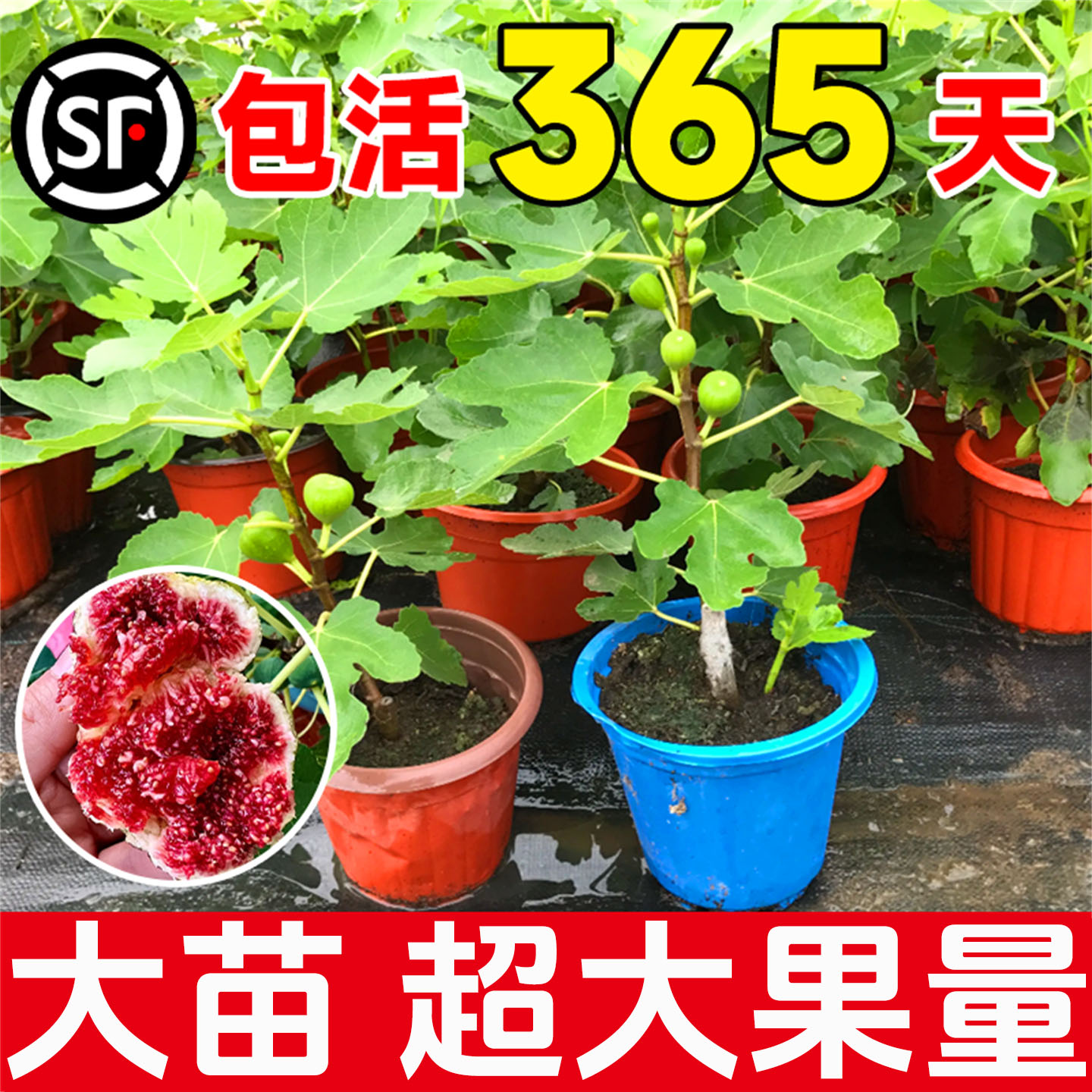 无花果树苗带果盆栽波姬红特大果