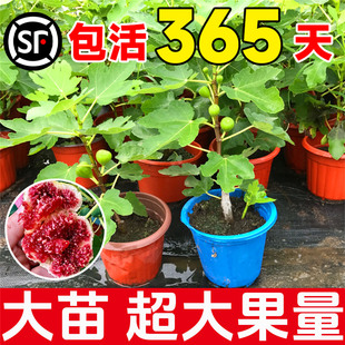 无花果树果苗带果盆栽树苗波姬红特大果南北方四季格莱斯果树耐寒