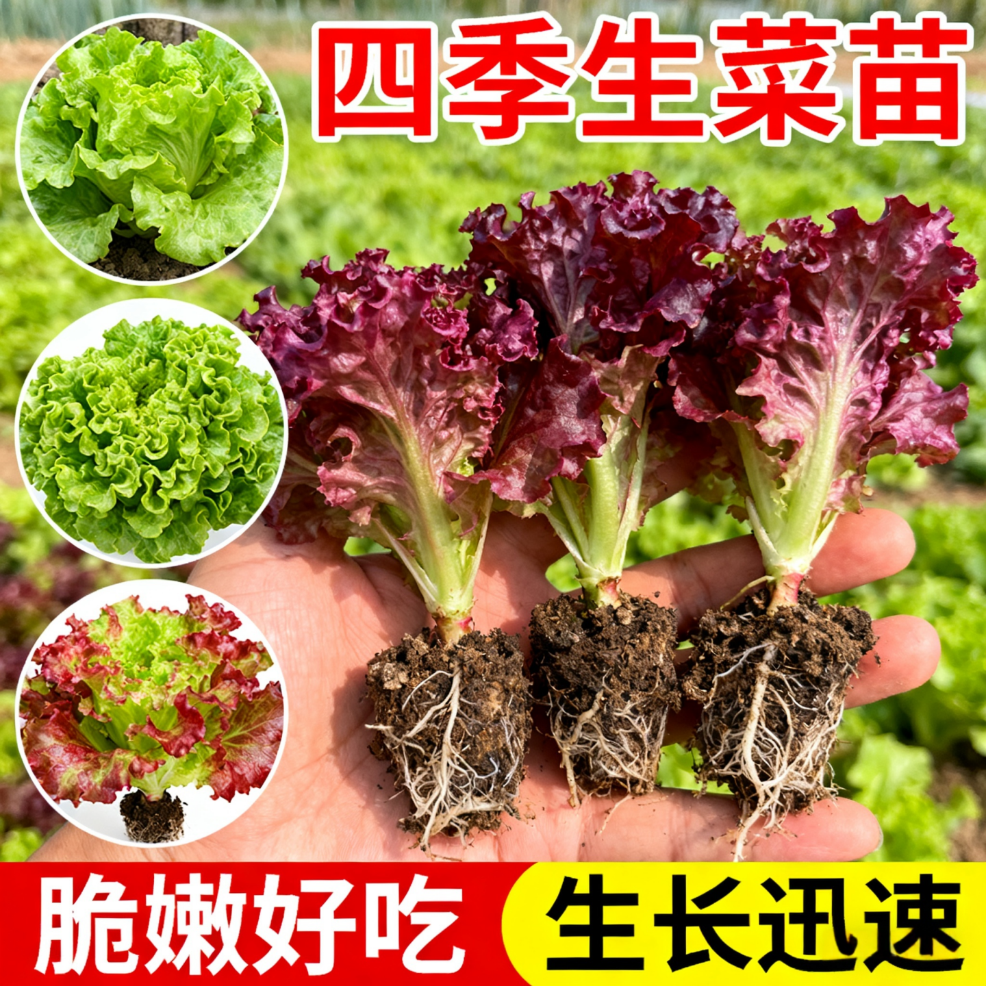 正宗紫生菜苗秧苗紫速生直立菜苗秧种子春秋蔬菜苗四季阳台盆栽,鲜花速递/花卉仿真/绿植园艺,种苗/半成品盆栽,淘宝优惠券,粉丝福利购,淘宝优惠卷