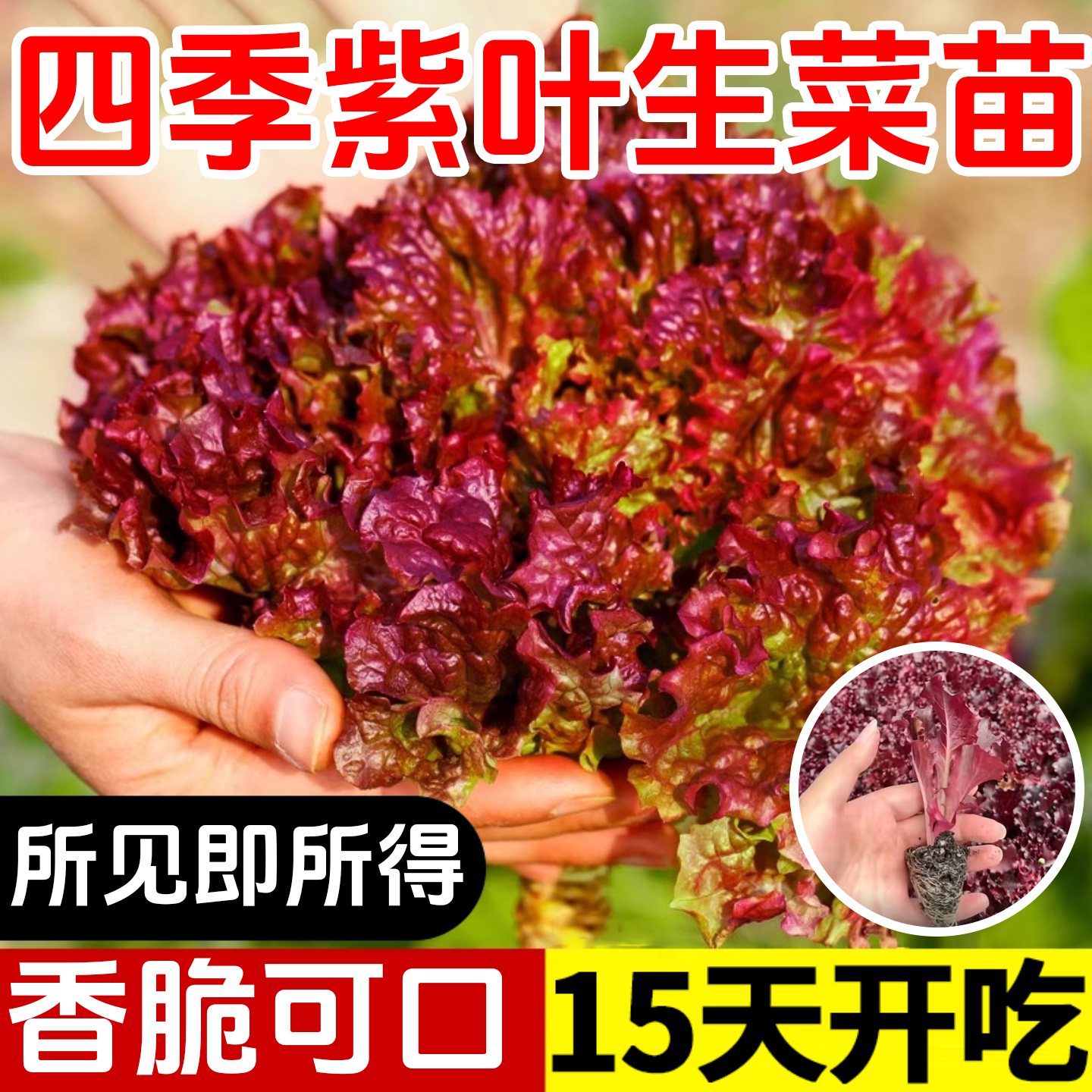 紫叶生菜种子有机沙拉菜种子四季