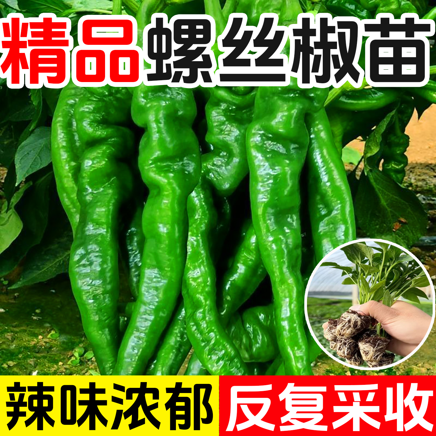 辣椒苗薄皮椒苗皱皮辣椒虎皮辣椒芜湖椒苗秧苗子羊角线椒螺丝椒苗
