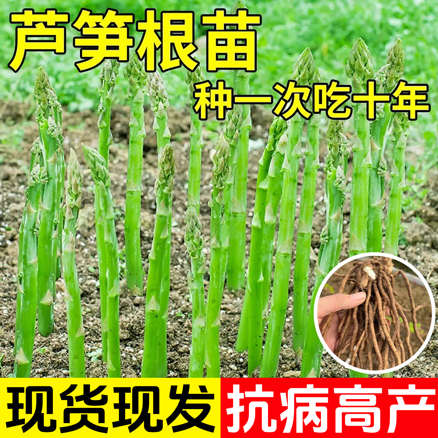 芦笋根苗树苗带土批发老根阳台盆栽庭院四季芦笋根苗芦笋种植种苗,鲜花速递/花卉仿真/绿植园艺,种苗/半成品盆栽,淘宝优惠券,粉丝福利购,淘宝优惠卷