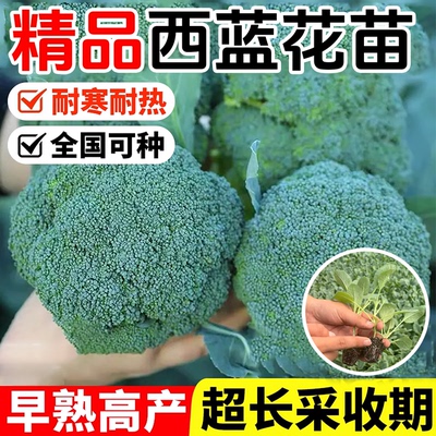 西兰花秧苗花菜苗西兰花苗秧菜苔