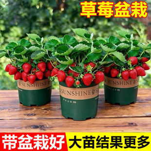 四季草莓苗奶油红颜草莓秧大棚种植草莓盆栽当年结果新苗带土果苗