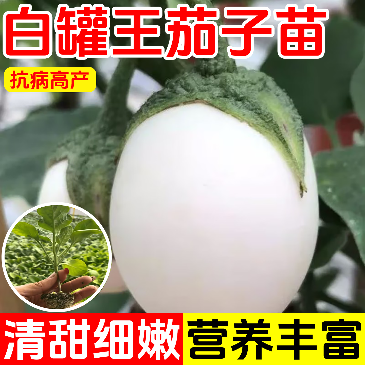 白罐王茄子苗种籽圆茄种子长茄鸡蛋茄蛋茄种苗四季盆栽观赏蔬菜苗