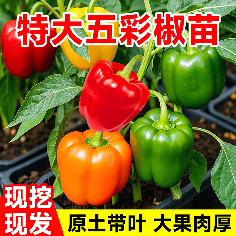 超大果五彩甜椒辣椒苗秧好吃不辣四季白紫红黄绿方椒太空椒种子