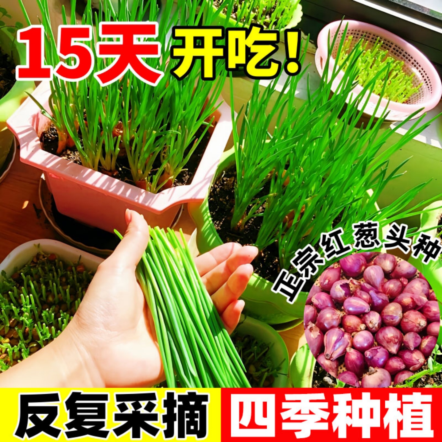 四川正宗农家四季红葱头小葱盆栽