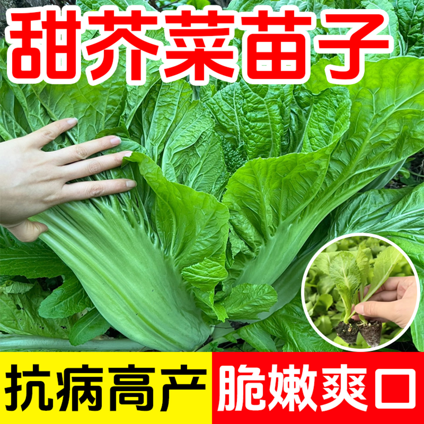 甜芥菜苗子大叶宽邦青菜酸菜夏季耐热耐高温一年四季蔬菜苗子大全