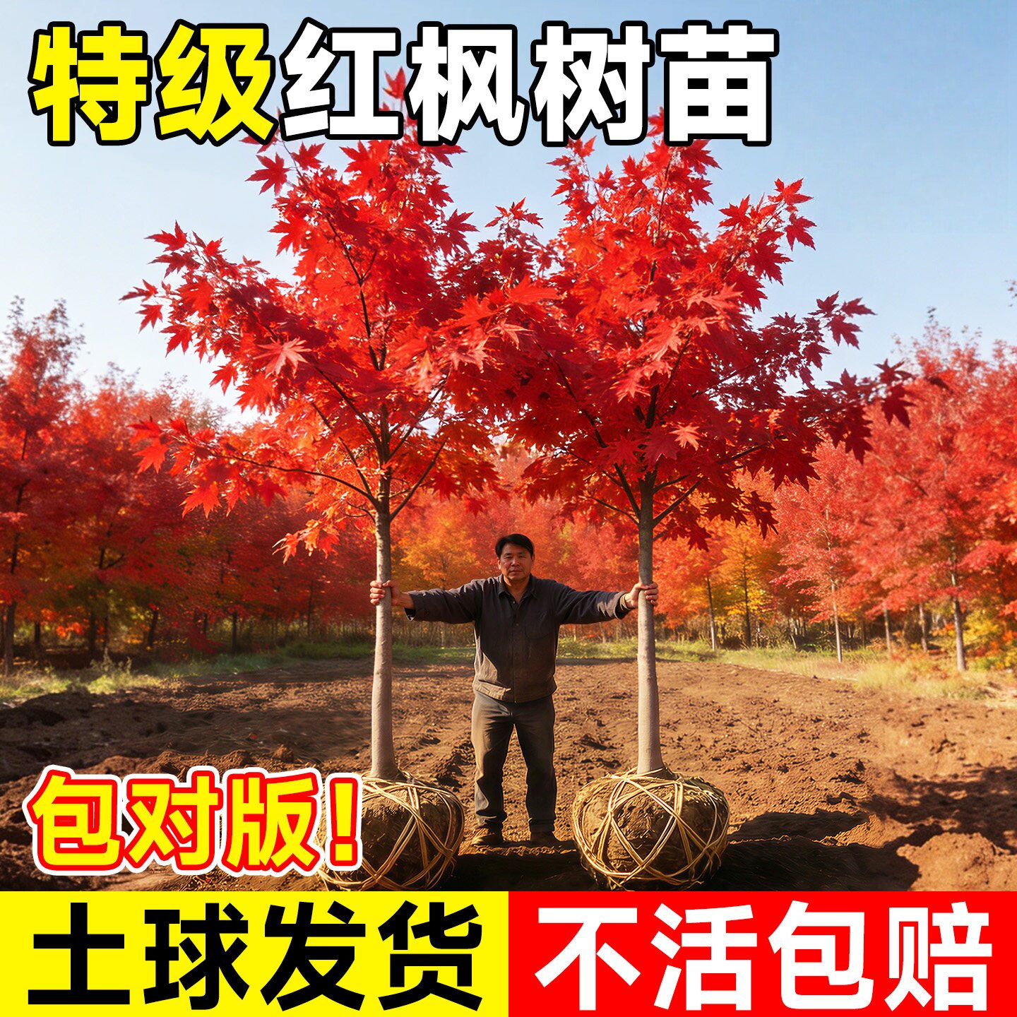 日本红枫庭院树苗四季红矮桩红舞姬风景大树别墅室外耐寒地栽植物