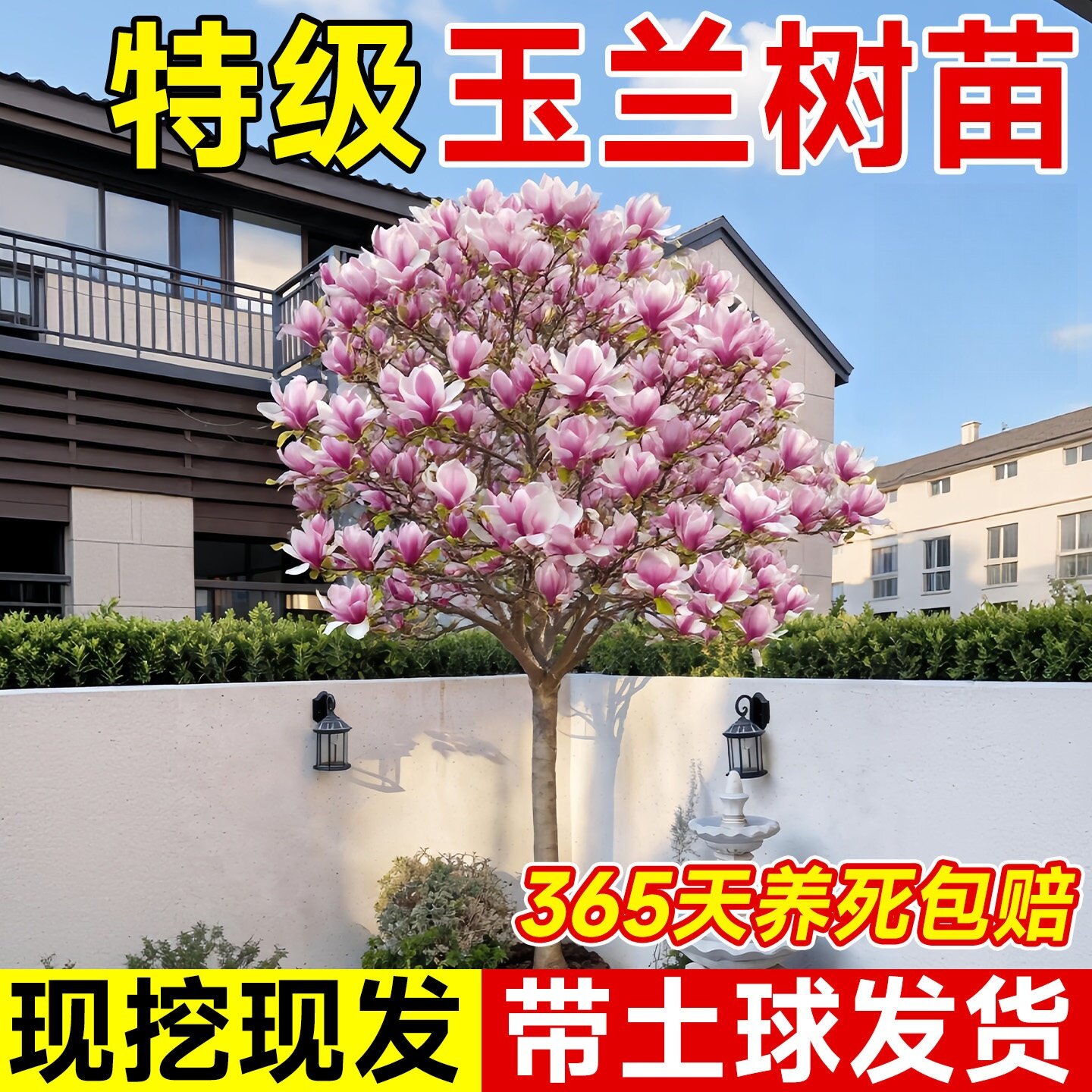 玉兰花树苗带花苞红白紫玉兰树室外矮化庭院四季花卉盆栽绿化大树