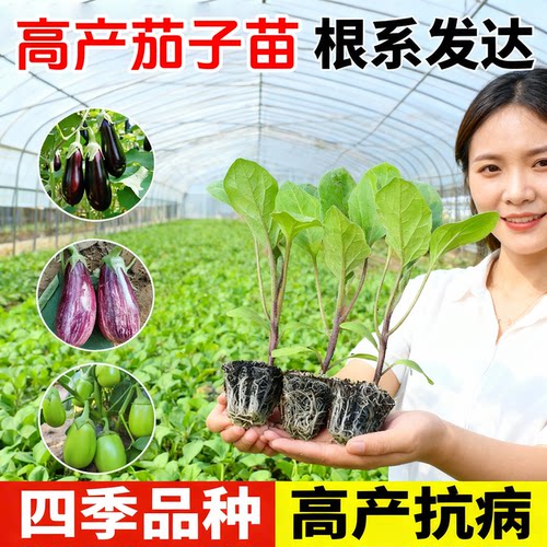 四季茄子苗秧苗带土盆栽老品种苗