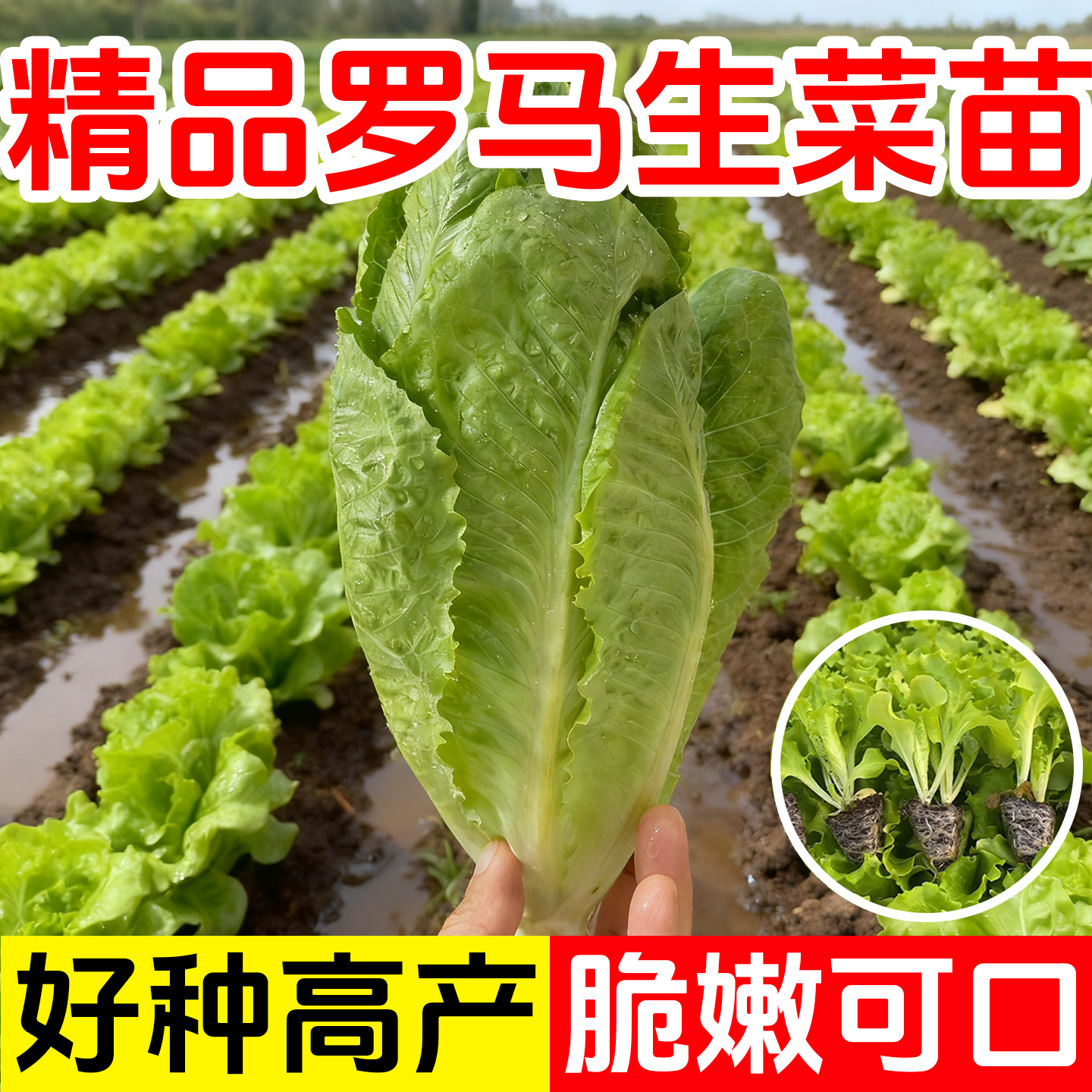 罗马生菜苗秧带土秋冬耐寒生菜种
