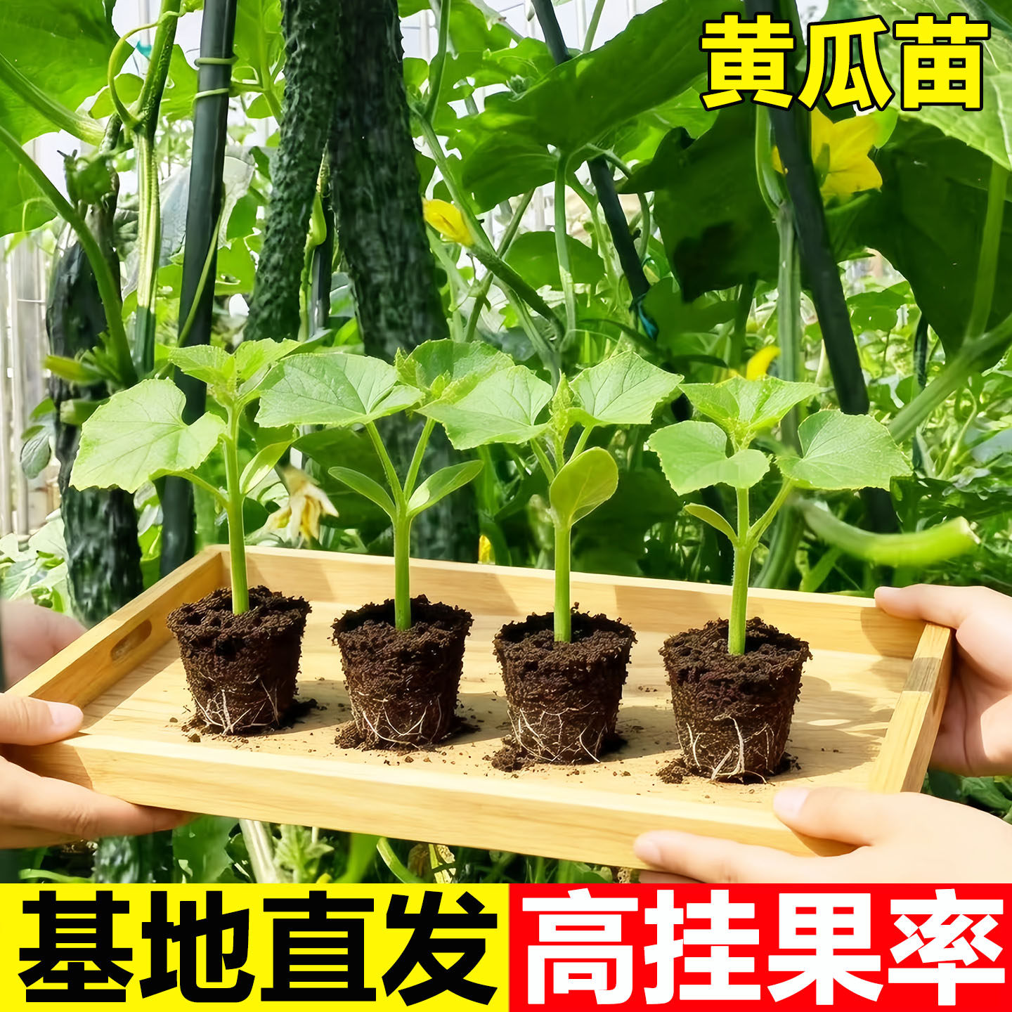 正宗津研黄瓜种苗绿瓤肉高产早熟春夏秋四季播种阳台盆栽蔬菜种籽