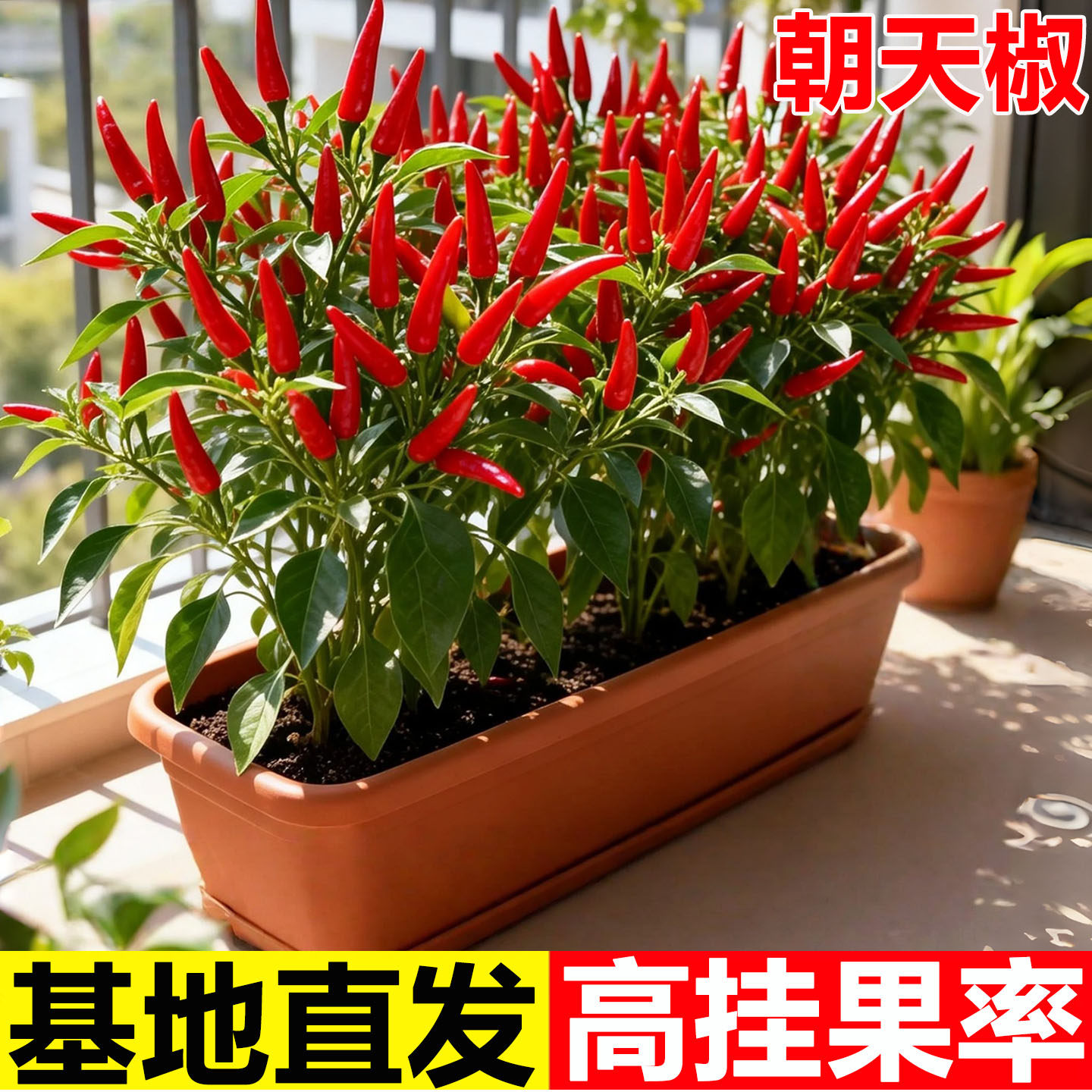 朝天椒苗秧辣椒种籽小米辣青椒树苗种子四季种植盆栽蔬菜种孑大全