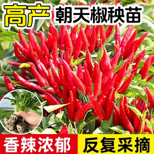 朝天椒苗秧辣椒种籽小米辣青椒树苗种子四季种植盆栽蔬菜种孑大全