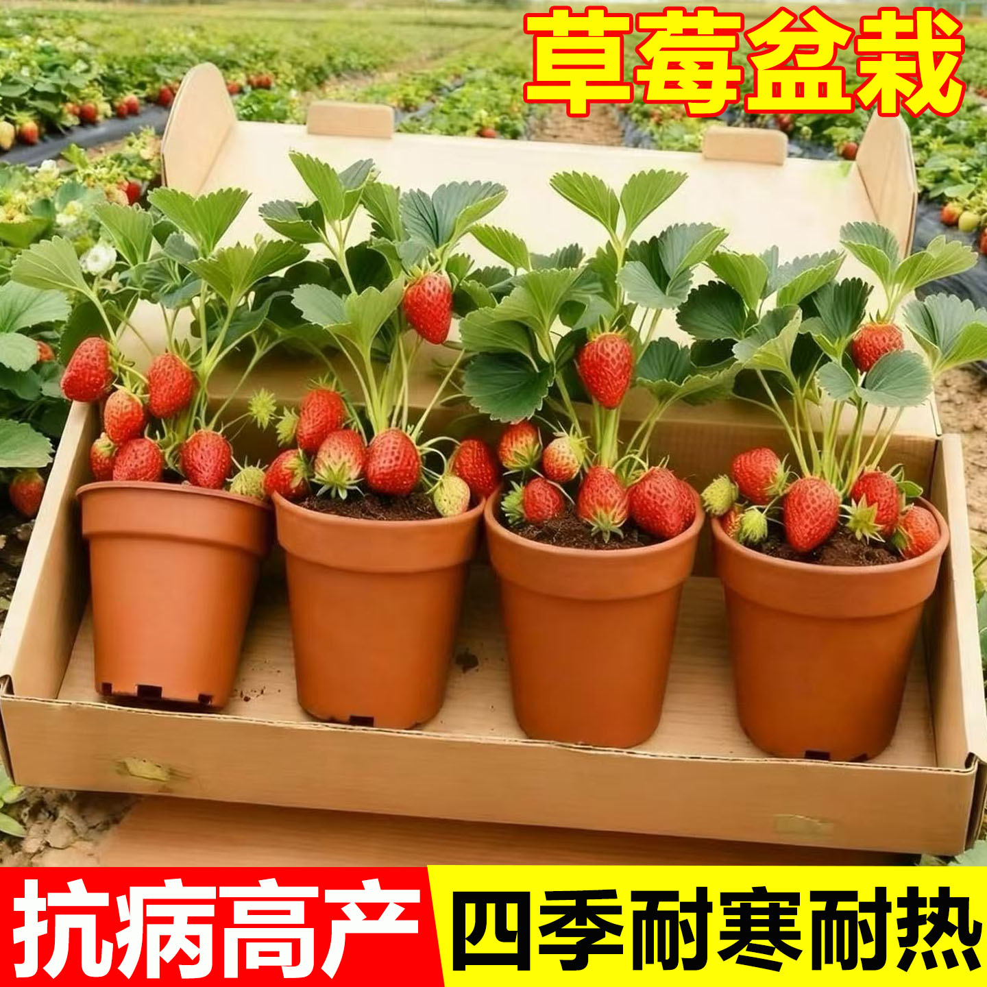 奶油草莓秧苗盆栽带盆土淡雪草莓