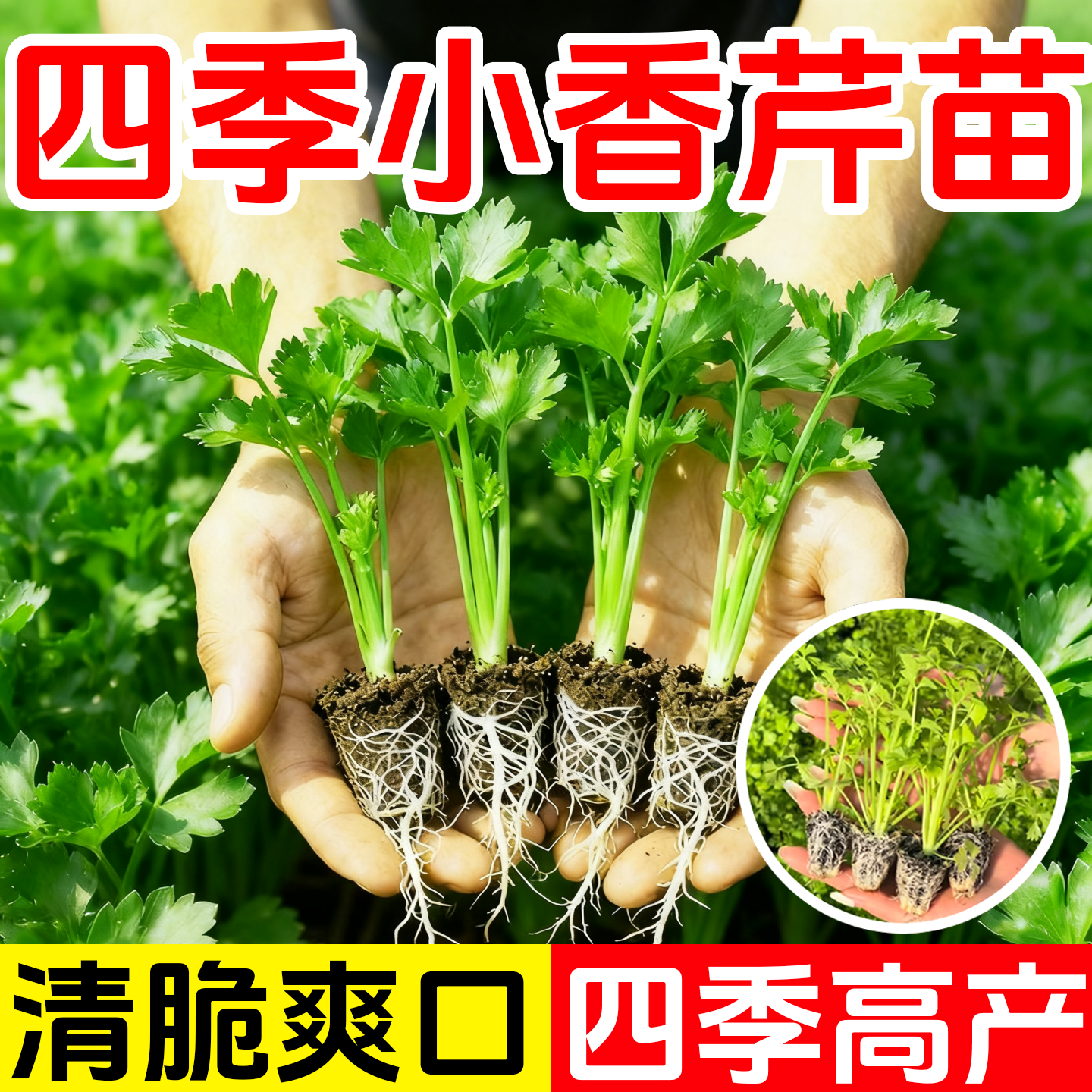 四季小香芹苗芹菜苗实芹皇后西芹
