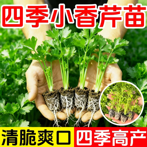四季小香芹苗芹菜苗实芹皇后西芹