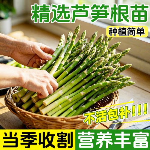 芦笋根苗树苗带土批发根阳台盆栽
