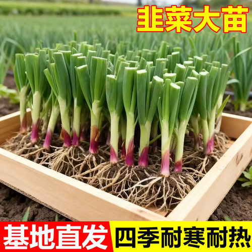 现挖韭菜根苗紫根紫红根韭菜秧苗